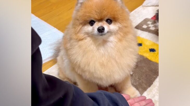 犬がはじめて『お手』をできるようになった結果…あまりにも可愛い『パシパシたたく光景』に絶賛「しばくスタイルで草」「可愛すぎて5回見た」(ブログ)