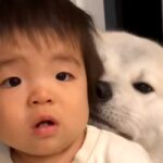 秋田犬に育てられた男の子→4年が経って…完全に立場が逆転している『愛おしい光景』が92万再生「頼りになるお兄ちゃん」「尊いが詰まってる」(ブログ)