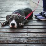 犬が『散歩を楽しくない』と思っているときのサイン5つ　見逃したくない行動や対処法まで(ブログ)