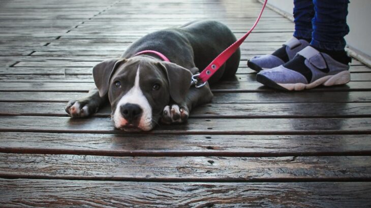 犬が『散歩を楽しくない』と思っているときのサイン5つ　見逃したくない行動や対処法まで(ブログ)