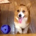 『おもちゃにご飯に飼い主さんに…』やりたいことが多すぎる子犬→すべてが『中途半端』な光景が189万再生「忙しいｗｗｗ」「情報量多くて草」(ブログ)