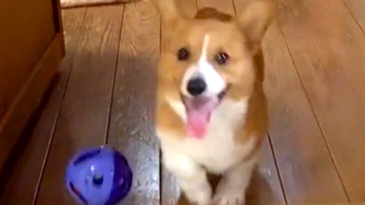 『おもちゃにご飯に飼い主さんに…』やりたいことが多すぎる子犬→すべてが『中途半端』な光景が189万再生「忙しいｗｗｗ」「情報量多くて草」(ブログ)