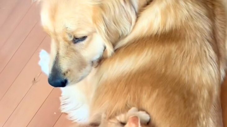 子猫が大型犬を『お母さんだ』と勘違いした結果→背中に乗っかって…あまりにも尊い光景が88万再生「たまらん」「優しいまなざしにほっこり」(ブログ)