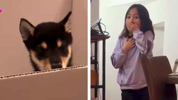 子どもたちに内緒で『子犬を飼った』結果→リビングで気が付いた瞬間…100点満点な『それぞれの反応』に反響「涙ぐんじゃうよね」「可愛すぎ」(ブログ)