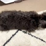 黒い子犬を飼った結果→『完全なブラック＆シルバーの毛色だな』と思っていたら…想像と違った『1年後の光景』が13万再生「2度美味しい」(ブログ)