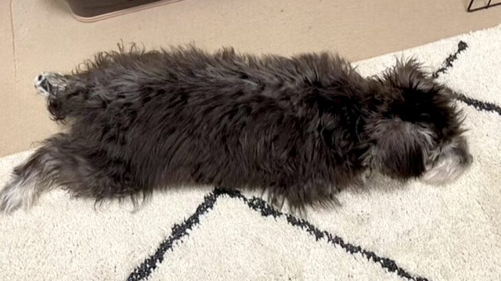 黒い子犬を飼った結果→『完全なブラック＆シルバーの毛色だな』と思っていたら…想像と違った『1年後の光景』が13万再生「2度美味しい」(ブログ)