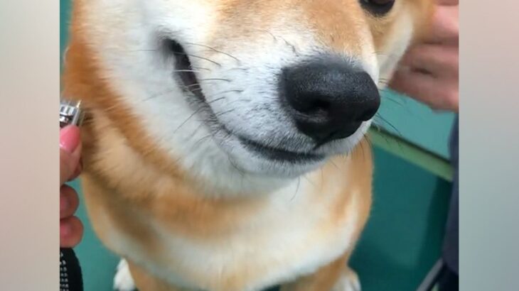 病院で耳の治療を受ける犬→痛いはずなのに我慢して…思わず応援してしまう『必死な表情』が419万再生「私なら泣いてる」「なんて我慢強い子」(ブログ)
