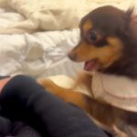 どうしても構ってほしい小型犬→『激しくホリホリしてるな』と思いきや…衝撃的な『急変』が202万再生「目がガンギまってる」「最後反則ｗ」(ブログ)