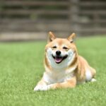 犬の『表情』で分かる心理5つ　飼い主に対する本音や感情を読み取るコツまでご紹介(ブログ)