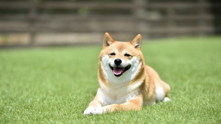 犬の『表情』で分かる心理5つ　飼い主に対する本音や感情を読み取るコツまでご紹介(ブログ)