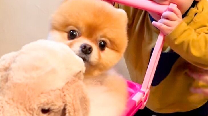 赤ちゃんの『手押し車』に犬とぬいぐるみを乗せたら…とんでもなく尊い光景が20万再生「どっちがぬいぐるみ？ｗ」「馴染んでて草」と絶賛の声(ブログ)