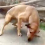 海外を旅する男性→『見覚えのある野良犬』が歩いてきて…まさかの『2年ぶりの再会の瞬間』が泣けると140万再生「涙出てきた…」「愛は偉大」(ブログ)