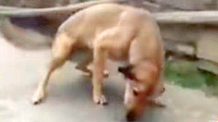 海外を旅する男性→『見覚えのある野良犬』が歩いてきて…まさかの『2年ぶりの再会の瞬間』が泣けると140万再生「涙出てきた…」「愛は偉大」(ブログ)