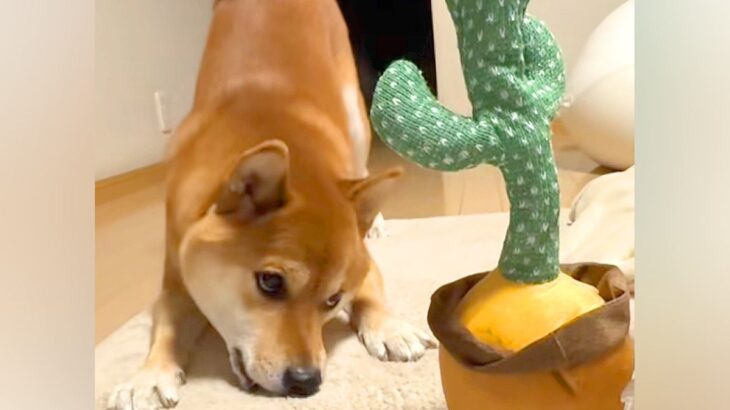 『声真似してくるサボテン』を柴犬に与えてみた結果→まさかの『ブチギレてしまう光景』が可愛いと話題「八つ当たりｗｗ」「かわいい」(ブログ)