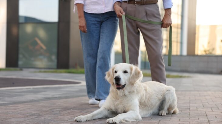『シニア犬』が異常な食欲をみせる理由5つ　食欲旺盛なのは問題ないの？(ブログ)