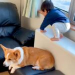 1歳の男の子が段差を降りようとした結果→見守っていた犬が…まるでお兄ちゃんのような『賢すぎる行動』が226万再生「頼れる兄貴」「偉い」(ブログ)