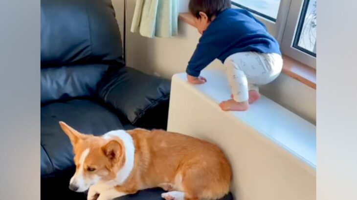 1歳の男の子が段差を降りようとした結果→見守っていた犬が…まるでお兄ちゃんのような『賢すぎる行動』が226万再生「頼れる兄貴」「偉い」(ブログ)