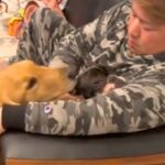 小さな犬を可愛がるパパ→大型犬が嫉妬してしまい…絶対に自分だけを構ってほしい『尊い行動』が57万再生「素直な表現で可愛い」「愛くるしい」(ブログ)