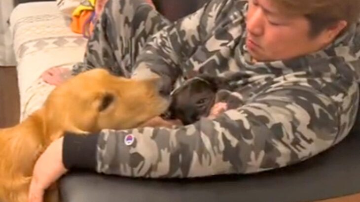 小さな犬を可愛がるパパ→大型犬が嫉妬してしまい…絶対に自分だけを構ってほしい『尊い行動』が57万再生「素直な表現で可愛い」「愛くるしい」(ブログ)