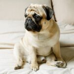 犬がしていたら危険な『座り方』3選　今すぐに病院へ連れて行くべき危険な状態まで(ブログ)