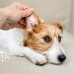 犬から『変なニオイ』がする理由6つ　主な原因や病気の可能性まで解説(ブログ)