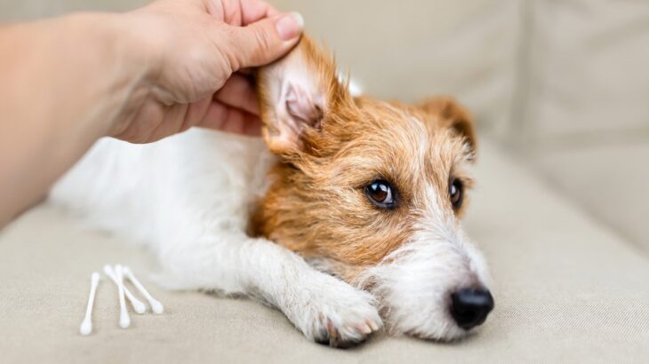 犬から『変なニオイ』がする理由6つ　主な原因や病気の可能性まで解説(ブログ)