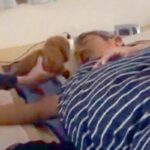 眠る父の横に、サプライズで『会ったことのない子犬』を置いた結果→驚くと思ったら…まさかの光景が71万再生「ソフトタッチで草」「適応力ｗ」(ブログ)