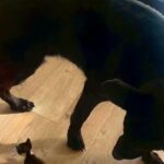 子猫を『大型犬がいる家』に迎えた結果→種族を超えて仲良くなり…想像以上の『サイズ差』が尊いと24万再生「ジブリ映画？」「対比愛おしい」(ブログ)