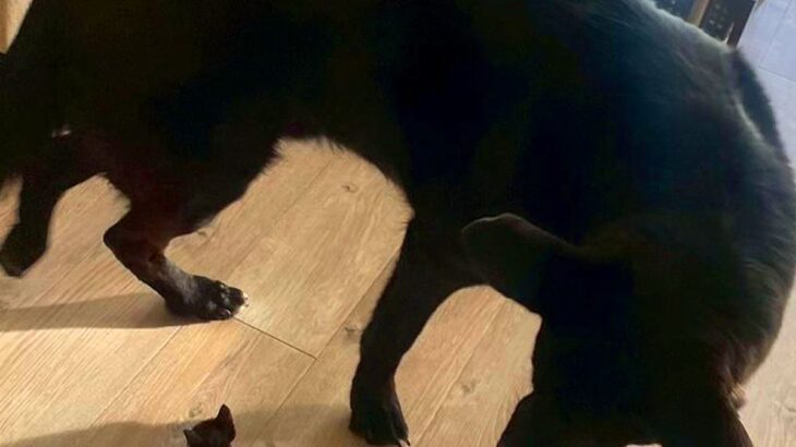 子猫を『大型犬がいる家』に迎えた結果→種族を超えて仲良くなり…想像以上の『サイズ差』が尊いと24万再生「ジブリ映画？」「対比愛おしい」(ブログ)