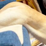 海外ユーザーに『ダリの名画』と呼ばれた大型犬→納得せざるを得ない『まさかの光景』が105万表示「可愛いｗｗ」「溶けてる」と共感と絶賛の声(ブログ)