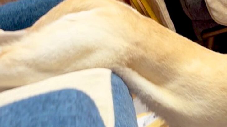 海外ユーザーに『ダリの名画』と呼ばれた大型犬→納得せざるを得ない『まさかの光景』が105万表示「可愛いｗｗ」「溶けてる」と共感と絶賛の声(ブログ)