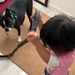 お散歩の準備がうまくいかない『1歳の女の子と犬』→7年後…『ふたりで一緒に成長した姿』が素敵すぎると話題　心温まる光景に思わずほっこり(ブログ)