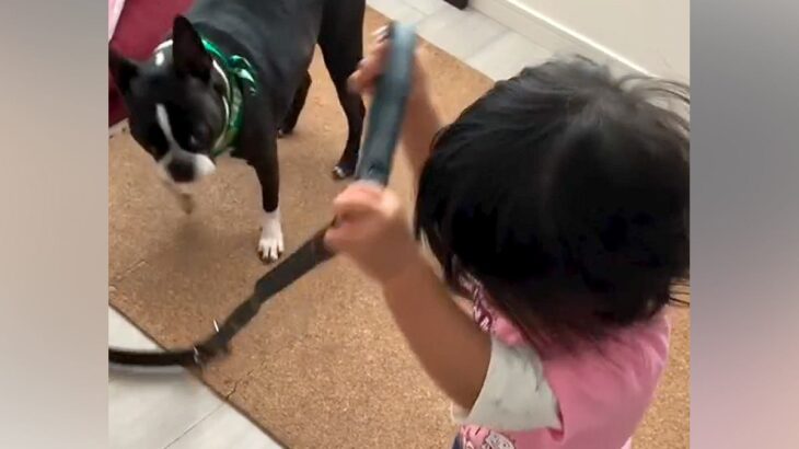 お散歩の準備がうまくいかない『1歳の女の子と犬』→7年後…『ふたりで一緒に成長した姿』が素敵すぎると話題　心温まる光景に思わずほっこり(ブログ)