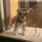 箱根旅行中、客室露天風呂に入った結果→寂しくなった犬が、窓越しに…すぐに上がりたくなる『健気な行動』に反響「地団駄踏んでるｗ」「可愛い」(ブログ)