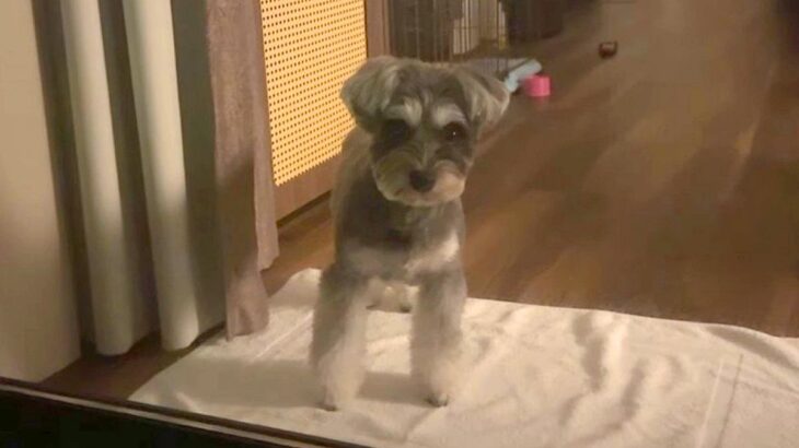 箱根旅行中、客室露天風呂に入った結果→寂しくなった犬が、窓越しに…すぐに上がりたくなる『健気な行動』に反響「地団駄踏んでるｗ」「可愛い」(ブログ)