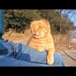 猫島で漁港に行くと茶トラ猫がいたのでちょっと離れて座ると寄ってきて膝の上に乗ってきた(YouTube)