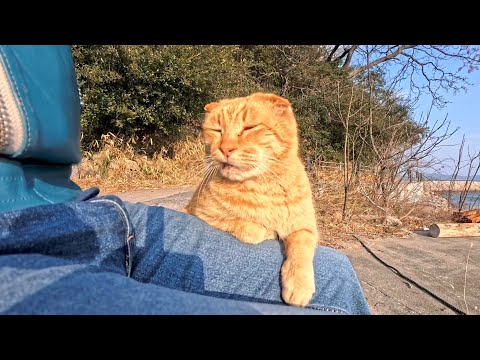 猫島で漁港に行くと茶トラ猫がいたのでちょっと離れて座ると寄ってきて膝の上に乗ってきた(YouTube)