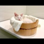 初めて新入り子猫と一緒にお風呂に入ったら気持ち良すぎてこうなっちゃいました…笑(YouTube)