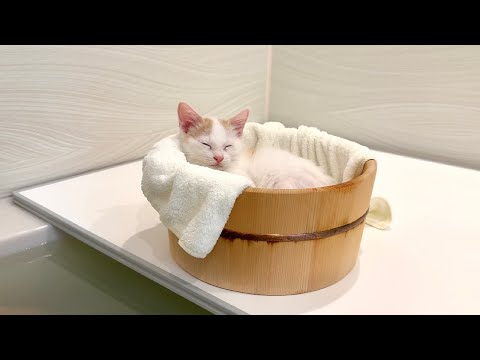 初めて新入り子猫と一緒にお風呂に入ったら気持ち良すぎてこうなっちゃいました…笑(YouTube)