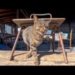 猫島の漁港倉庫が…実は地域猫たちの秘密基地だった【癒やし】(YouTube)