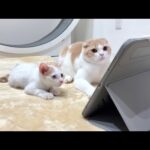 生まれて初めて子猫にトムジェリーを見せたら面白すぎてこうなっちゃいましたwww(YouTube)