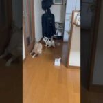 家政婦は見たみたいな(YouTube)