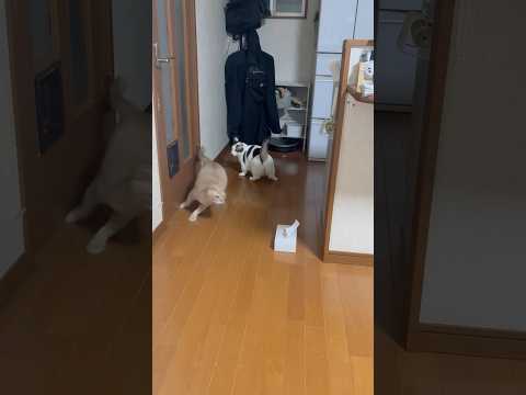 家政婦は見たみたいな(YouTube)