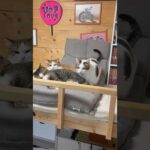 そこ、座りたいなぁ(YouTube)