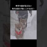 吹雪が凄すぎて柴犬は思わず抱っこをせがみ… #shibainu #吹雪 #青森(YouTube)