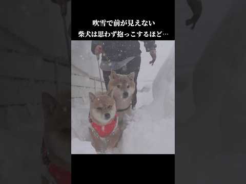 吹雪が凄すぎて柴犬は思わず抱っこをせがみ… #shibainu #吹雪 #青森(YouTube)