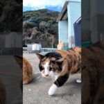 漁港の猫ちゃんかわいすぎる(YouTube)