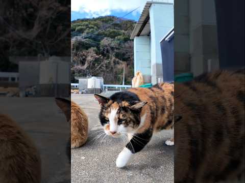 漁港の猫ちゃんかわいすぎる(YouTube)
