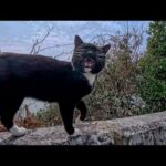 丘の上の神社から帰ろうとしたら神社が縄張りの黒白猫ちゃんが追いかけてきた(YouTube)