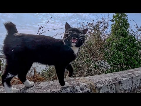 丘の上の神社から帰ろうとしたら神社が縄張りの黒白猫ちゃんが追いかけてきた(YouTube)